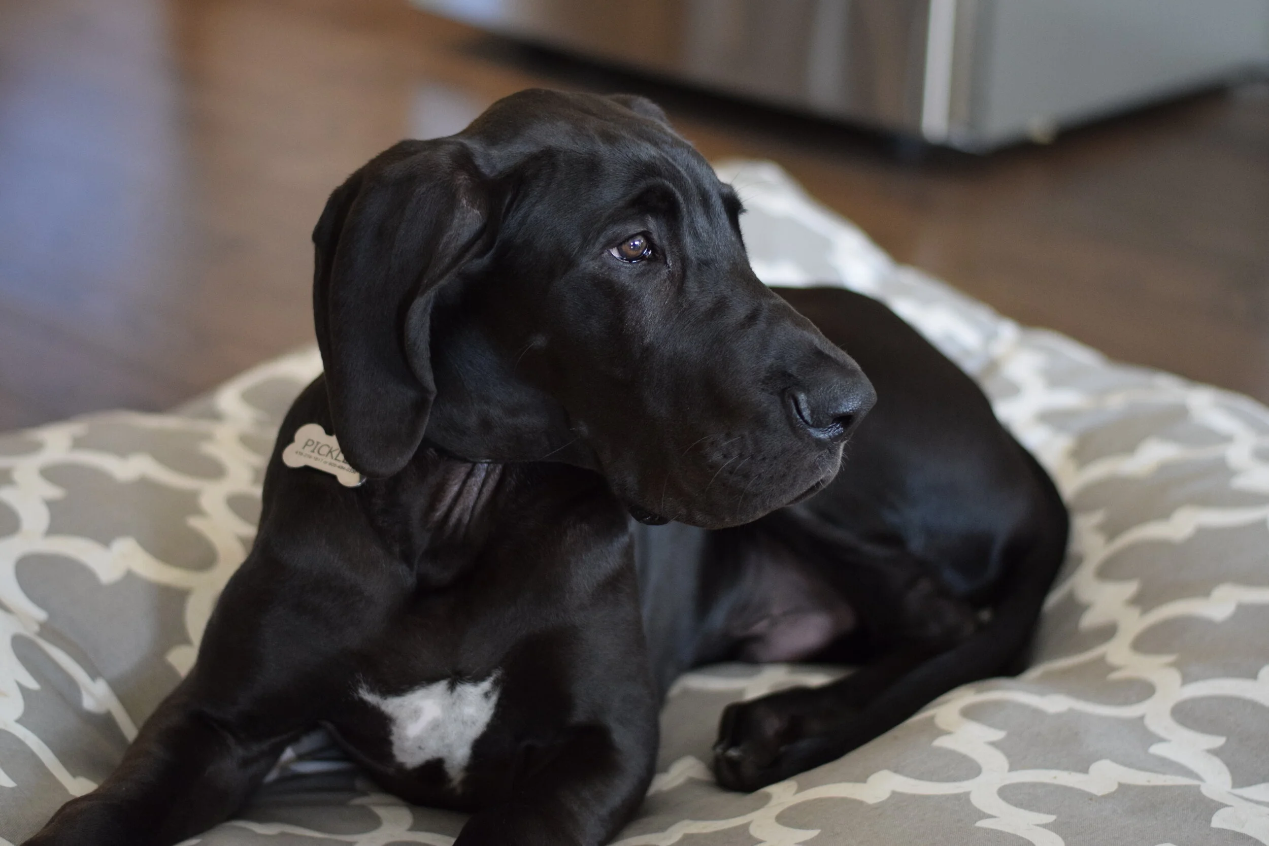 Dog Trainers Conroe