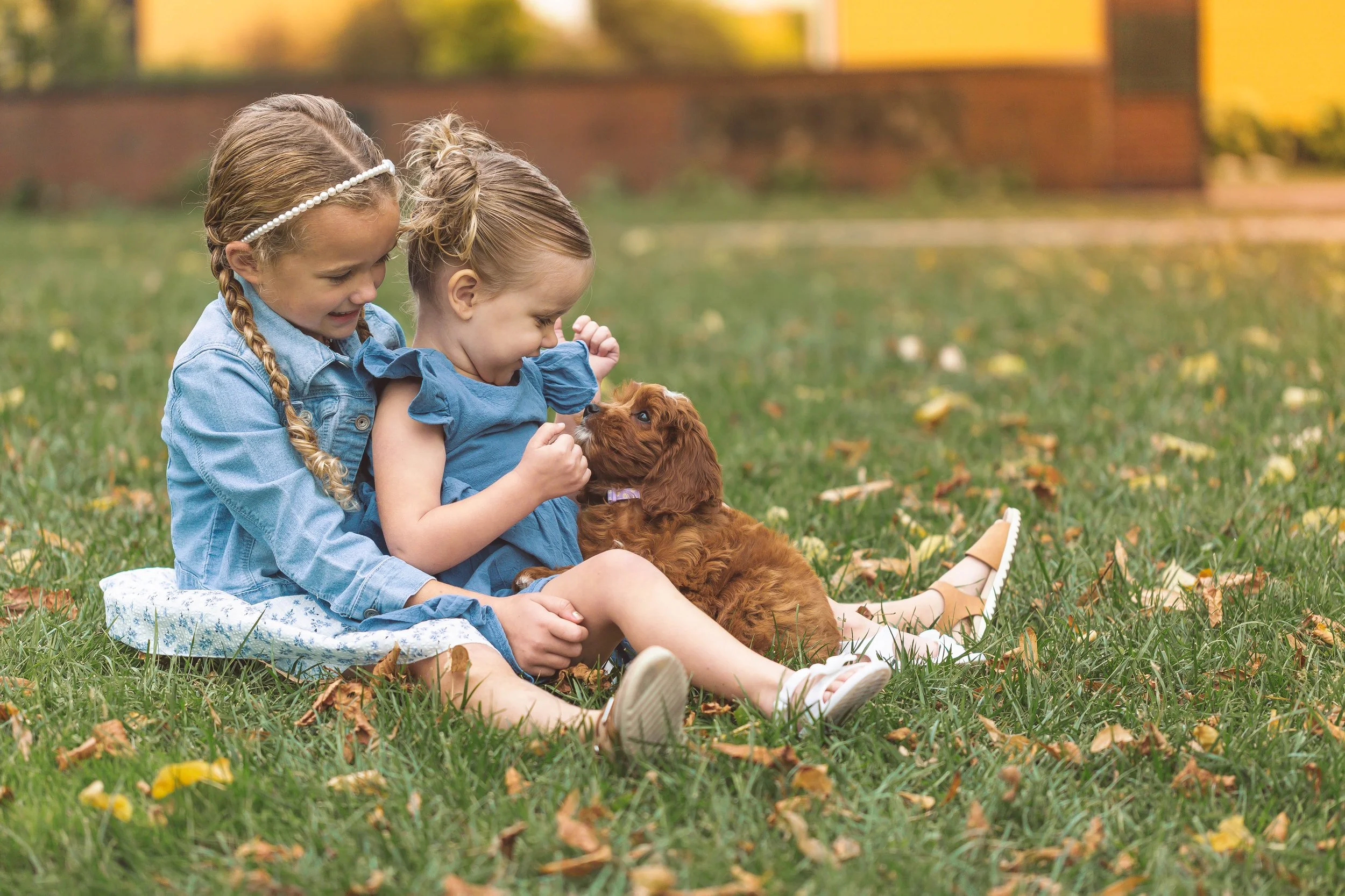 Glen Ellyn Family Photo Session with new puppy, Glen Ellyn, IL, Heidi Aubin Photography