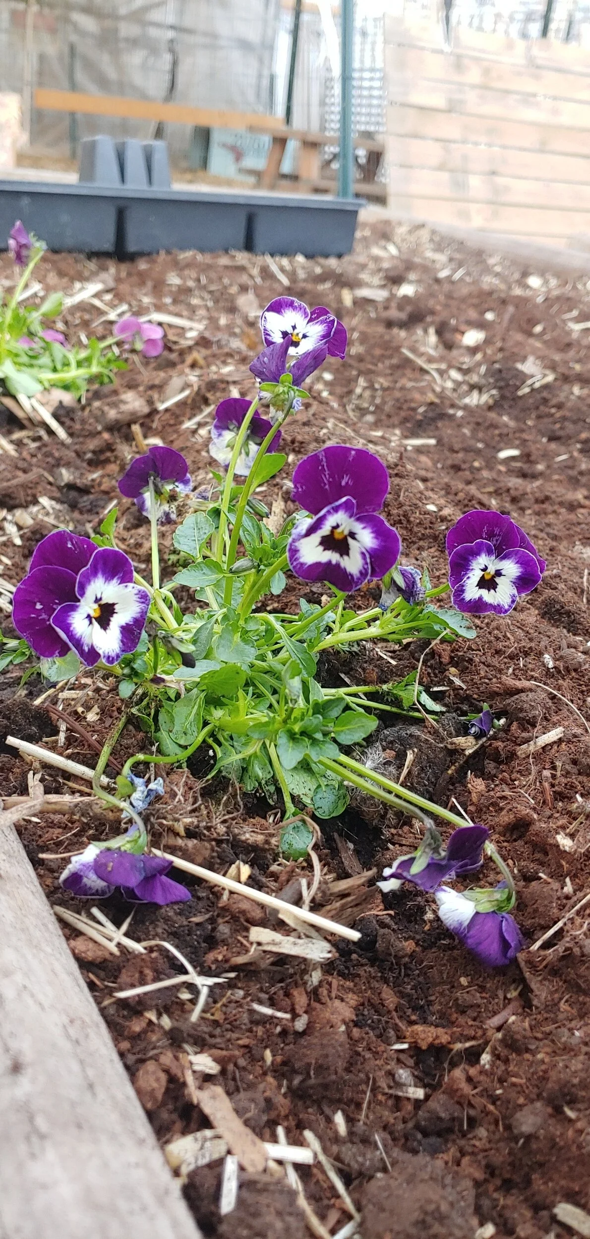 Passion Pansies