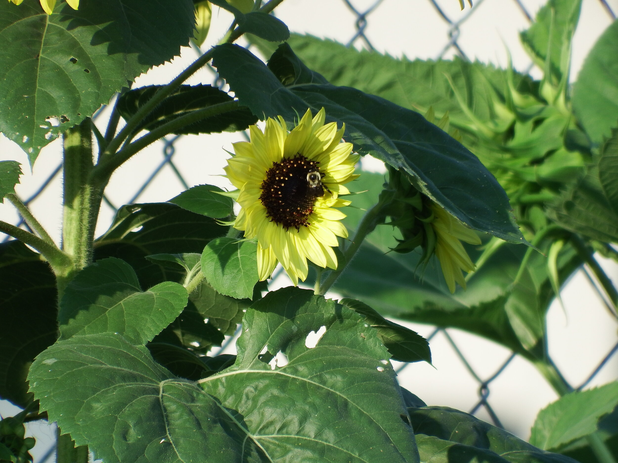 DSCF2895.JPG