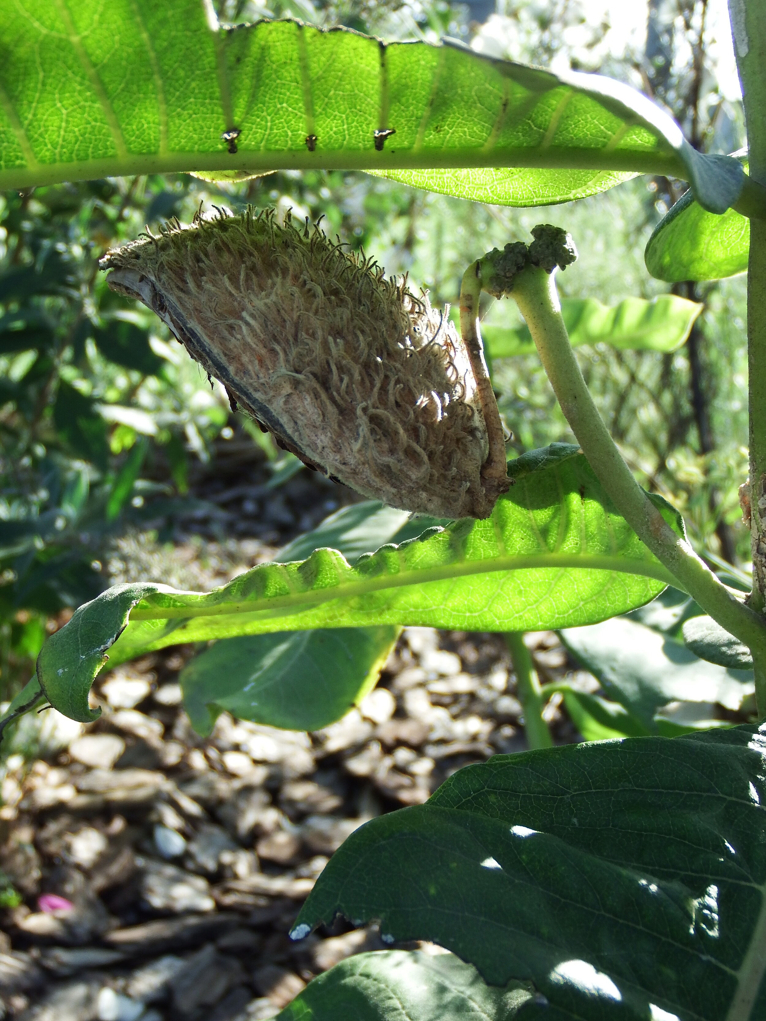 DSCF4493.JPG