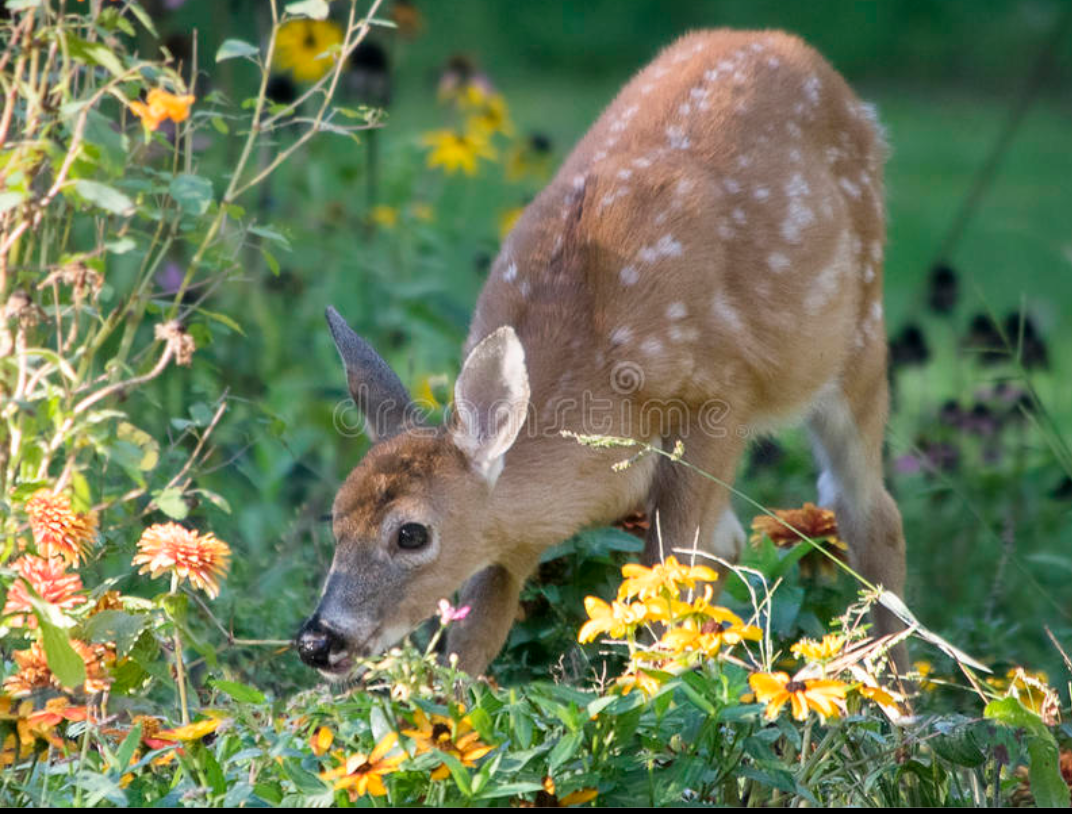 Keep Deer Where They Belong
