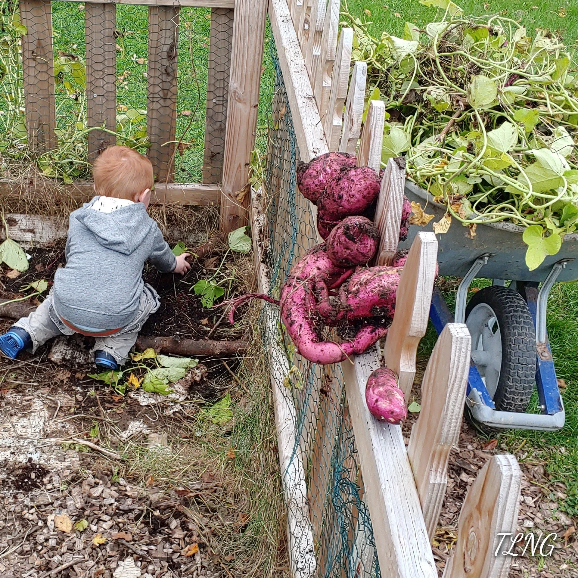 Sweet Potato Harvest Time