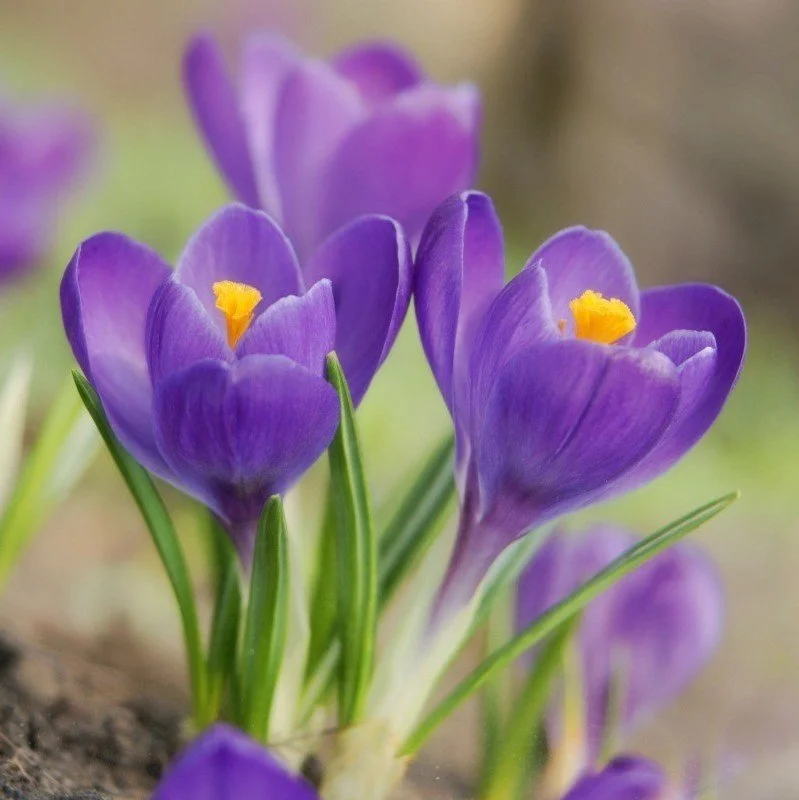 Spring Cheer After Long Winters