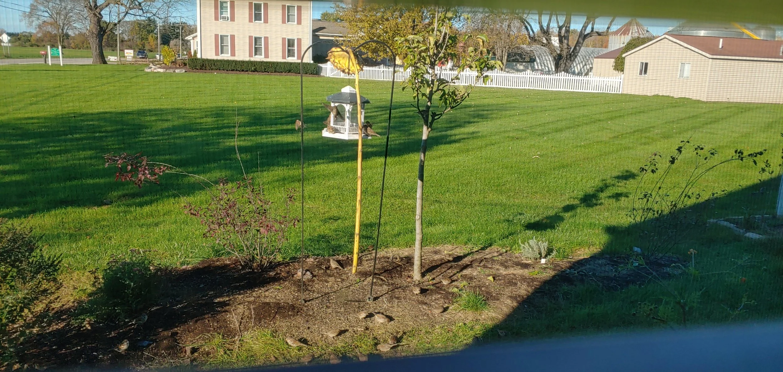 Predation and Permaculture