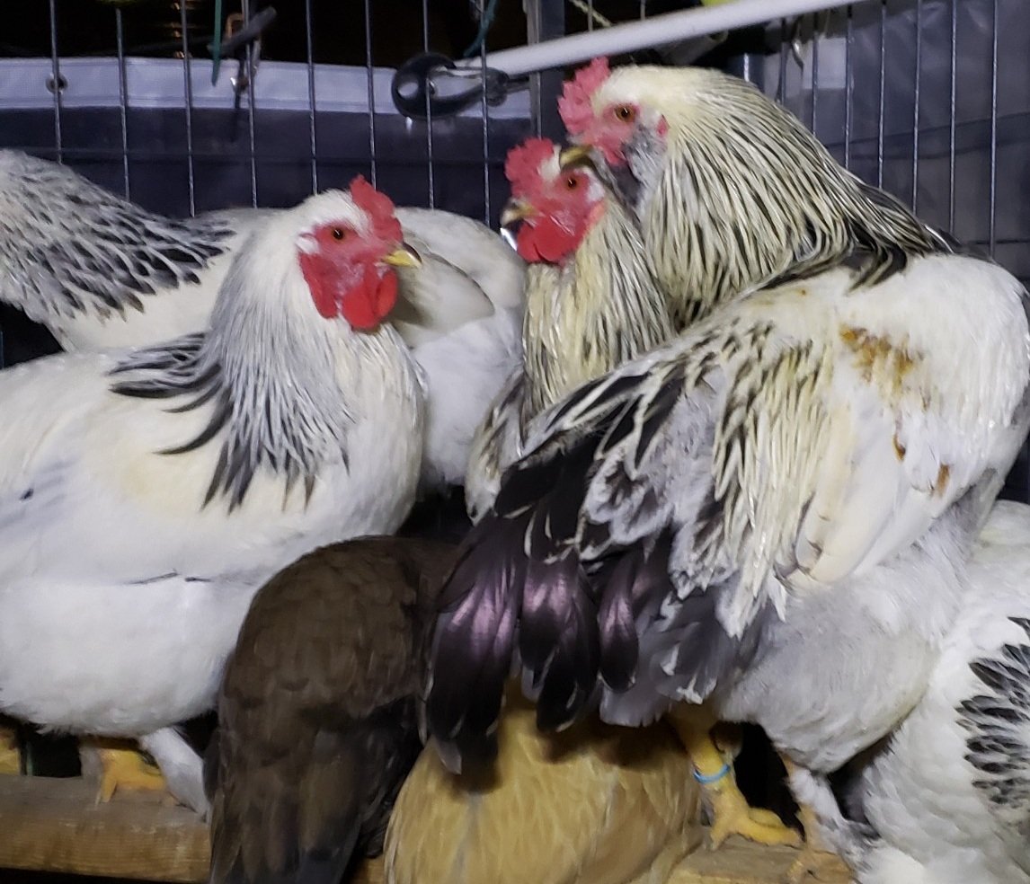 There Go The Roosters