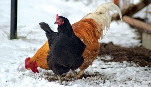 Chickens Wear Coats