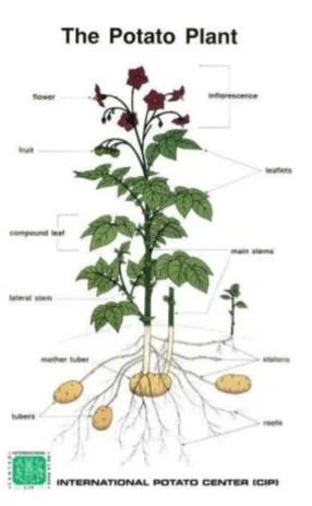 Blessings, Cursing and Wisdom  