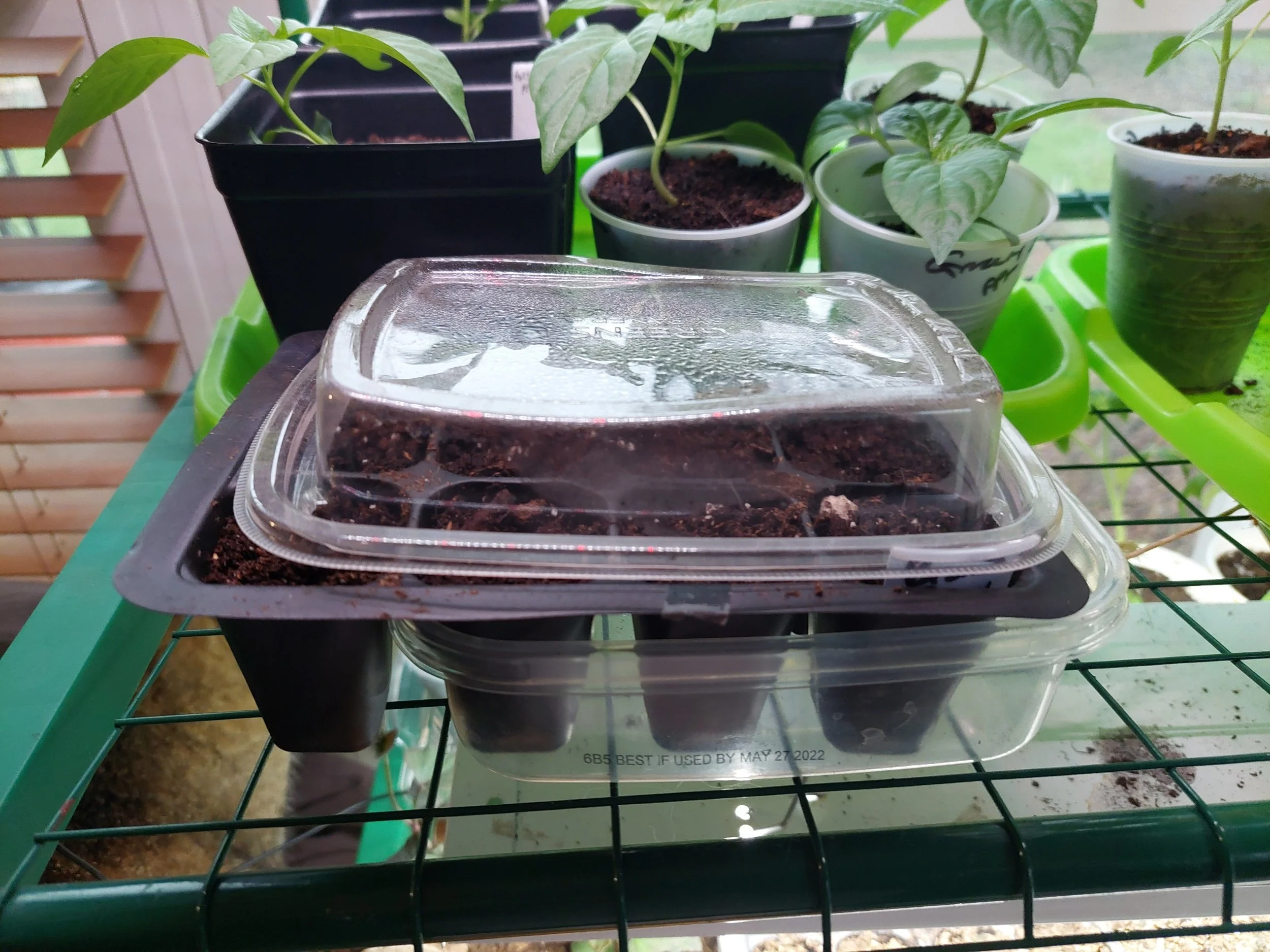Speedy Seedlings