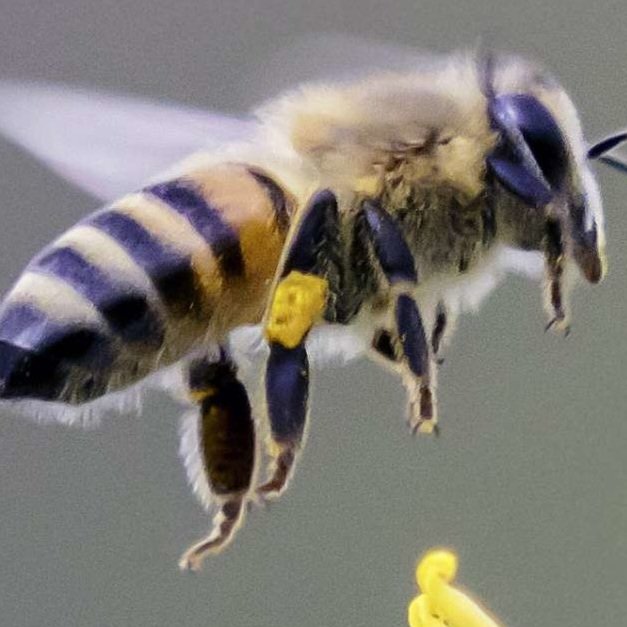 Bee Safe!