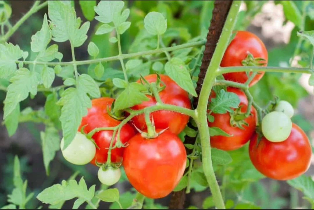 How many should I plant?