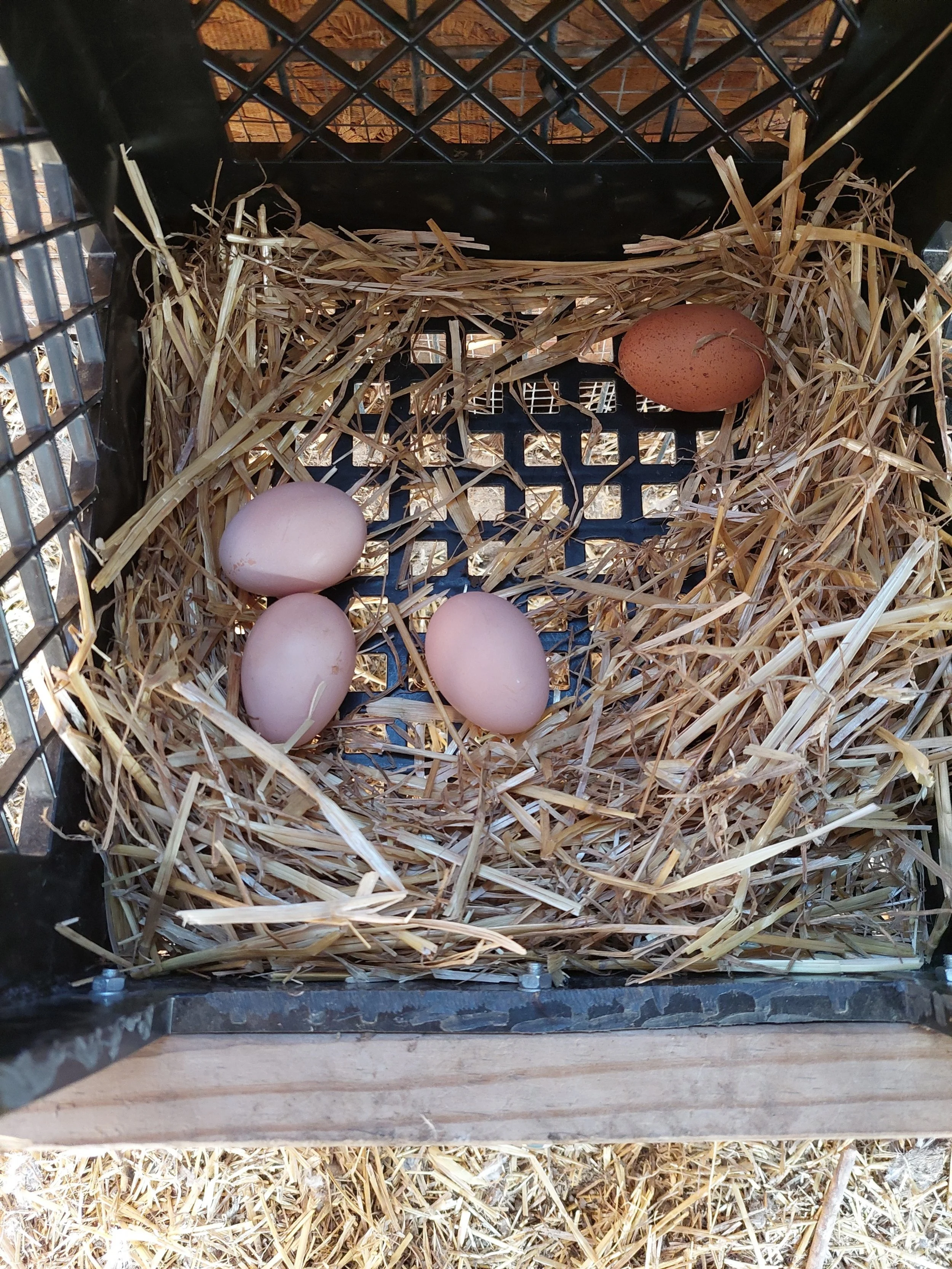 New Nest Lessons