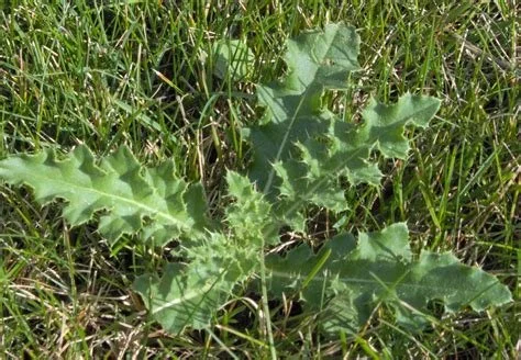 Thistle Be Gone!