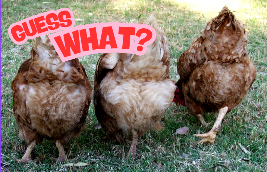 A Beginner’s Guide to Chicken Poop