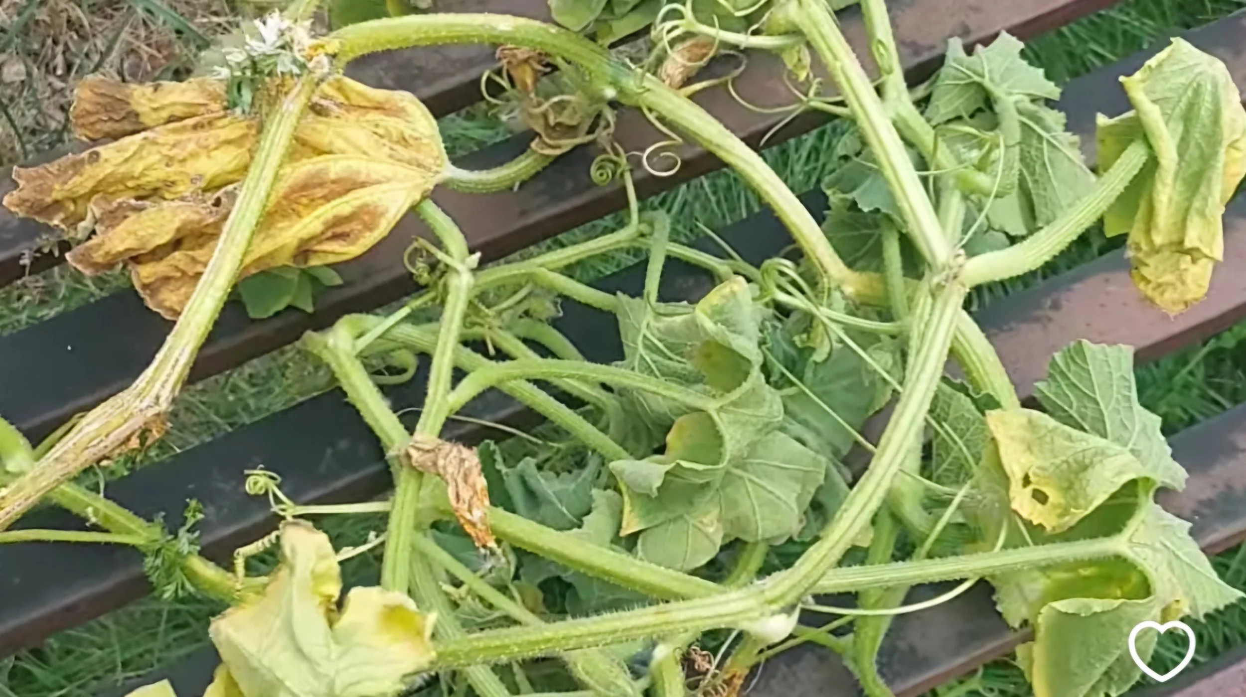 Squash Vine Borers Beat Me This Year: Everything I've Learned (and What I'll Do Differently Next Season)