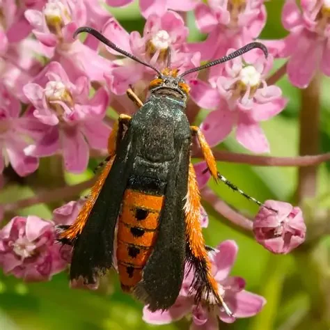 How Do Commercial Growers Stop Squash Vine Borers?