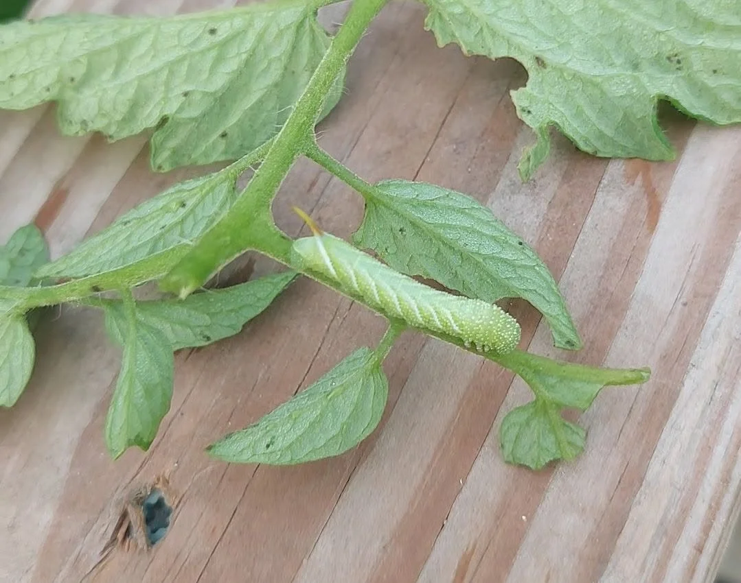 Are There Really More Hornworms This Year - Or Are More Gardeners Finding Them?