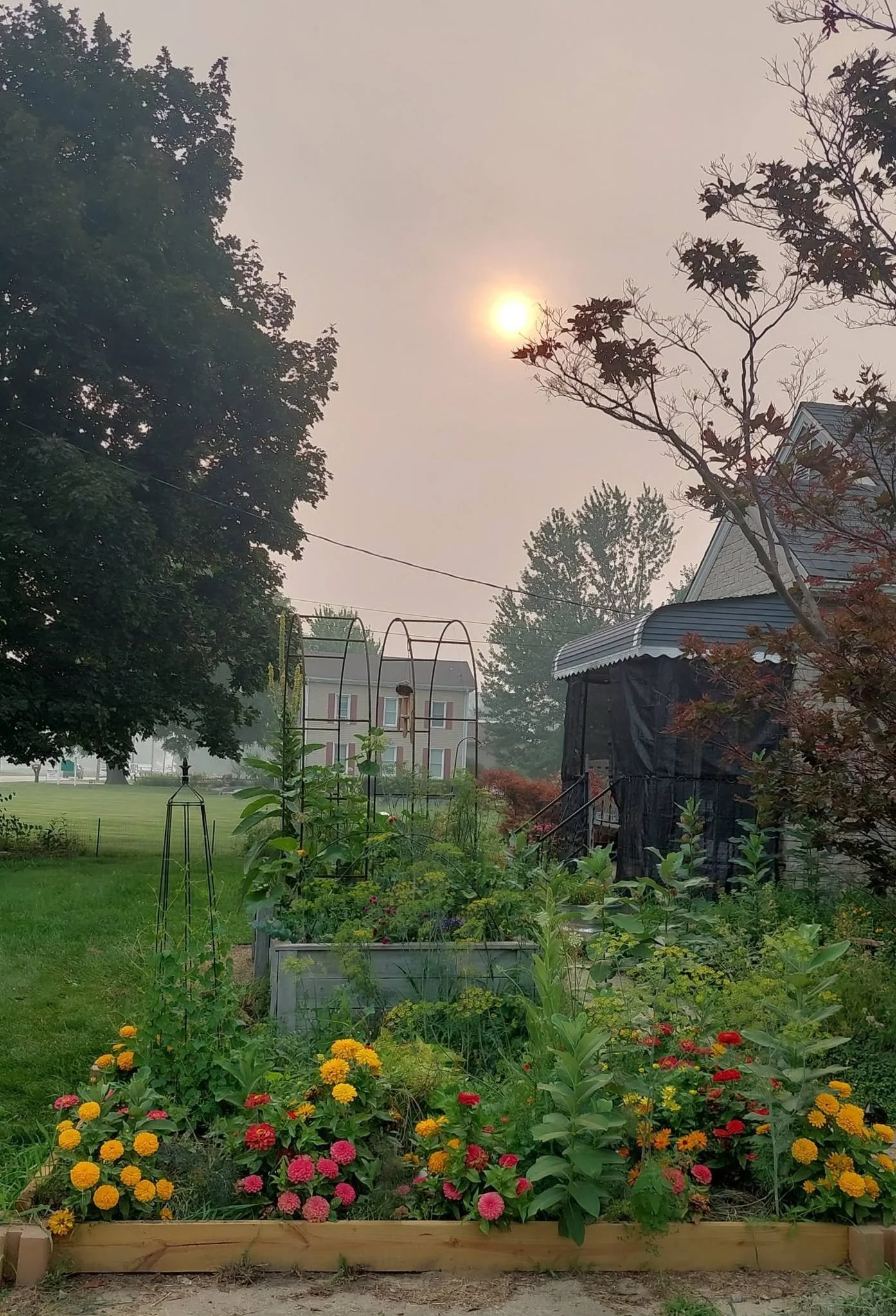 Will Wildfire Smoke Hurt Your Garden? What Gardeners Should Know