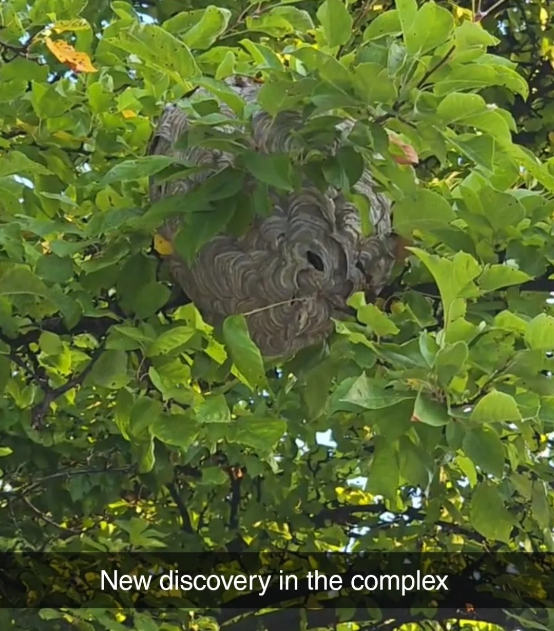 My Daughter Found a Giant Wasp Nest. Now What?