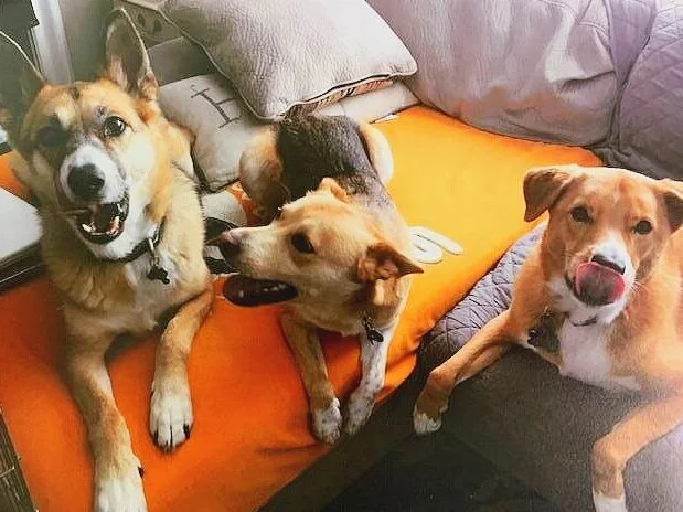 LEM+doggies.jpg
