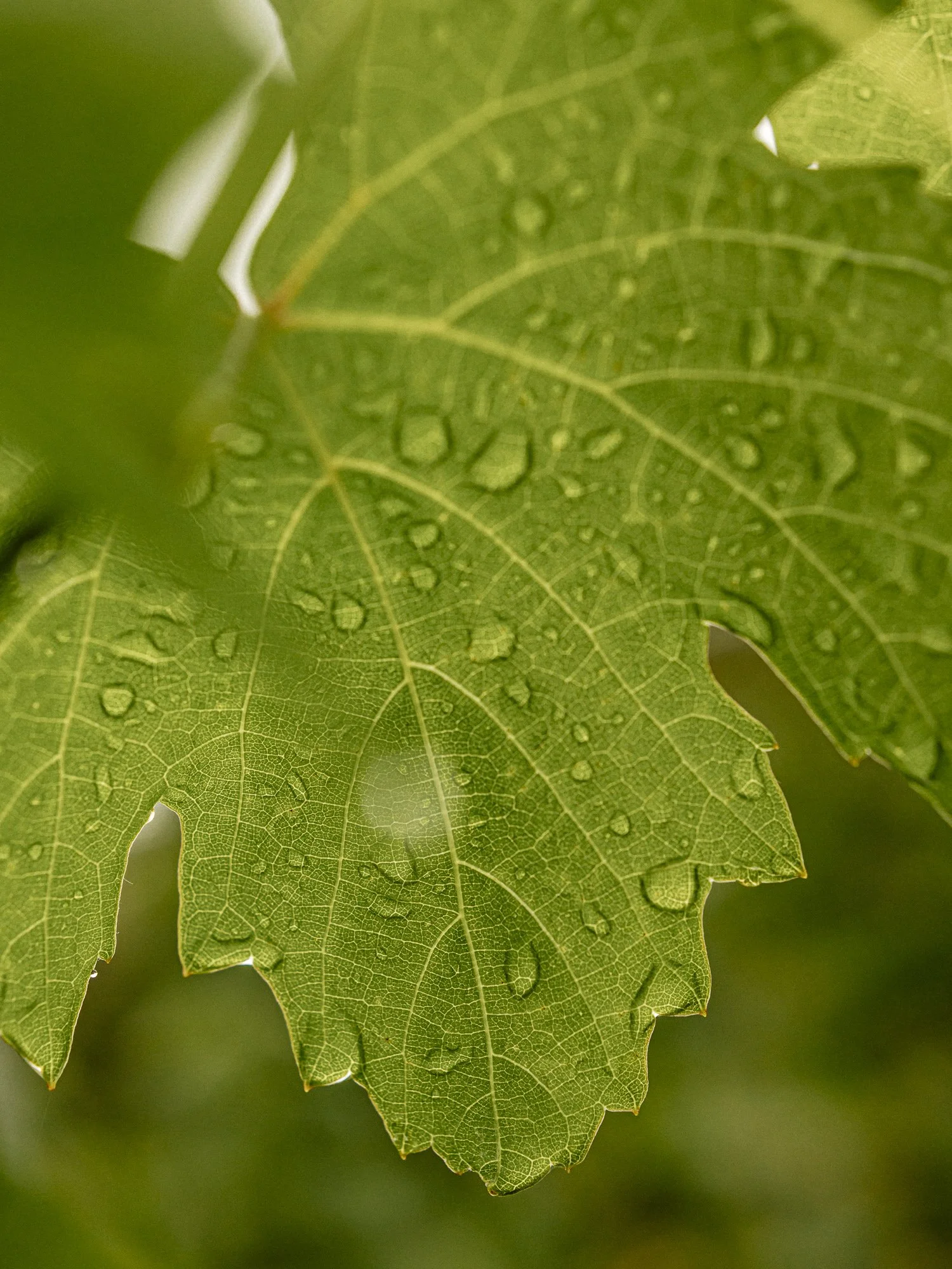 LQ-Wine©TiberioSorvillo_B6A2786.jpg