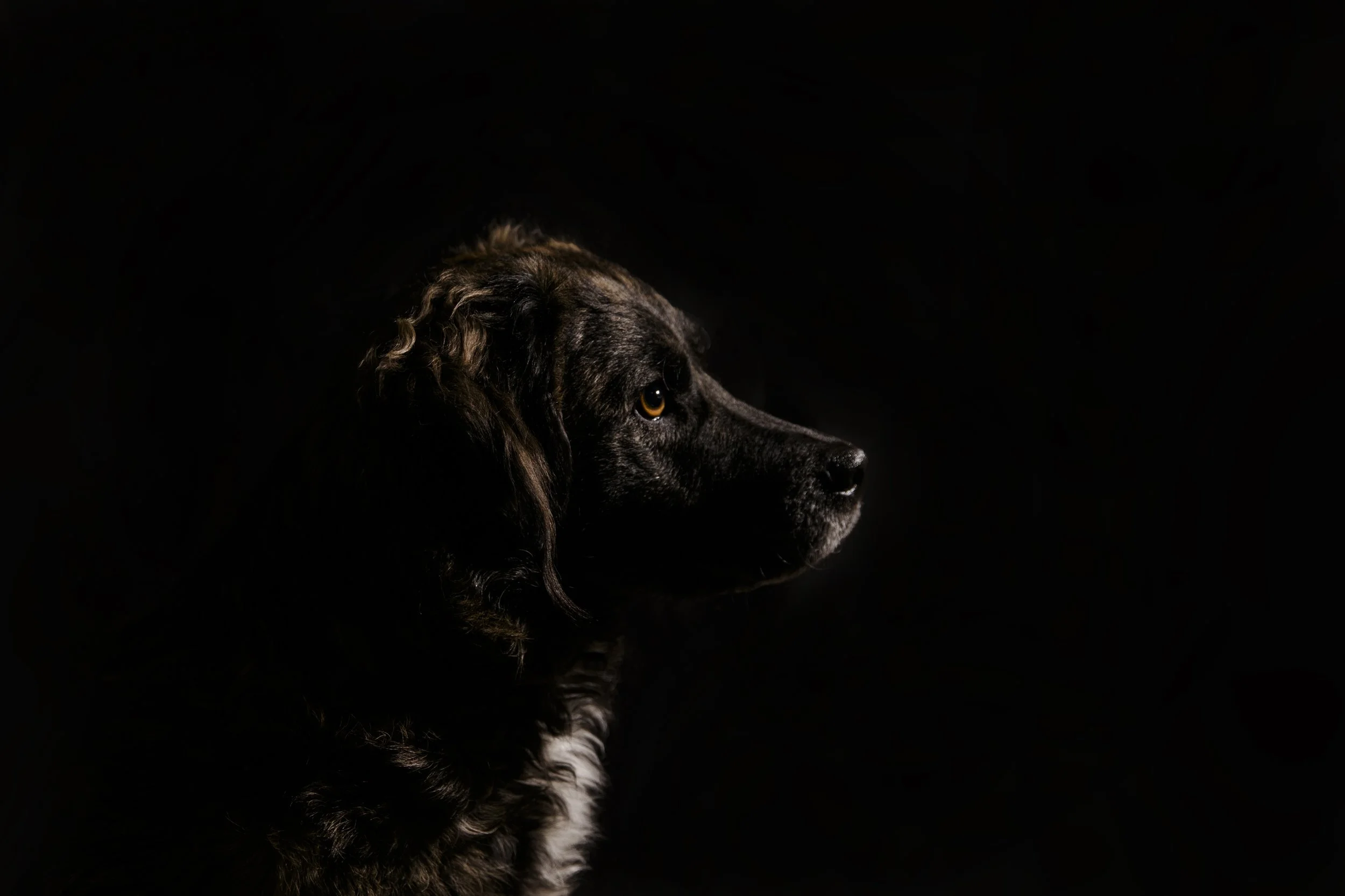 33_Tiere.jpg