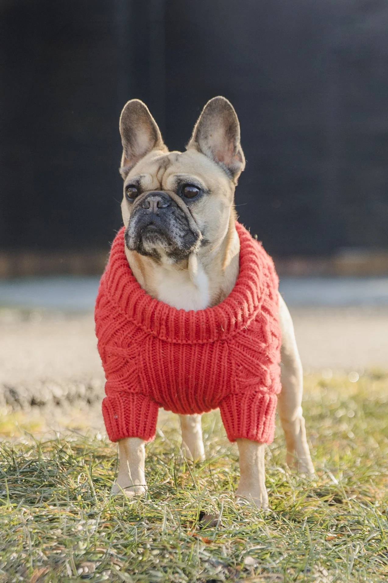 27_Tiere.jpg