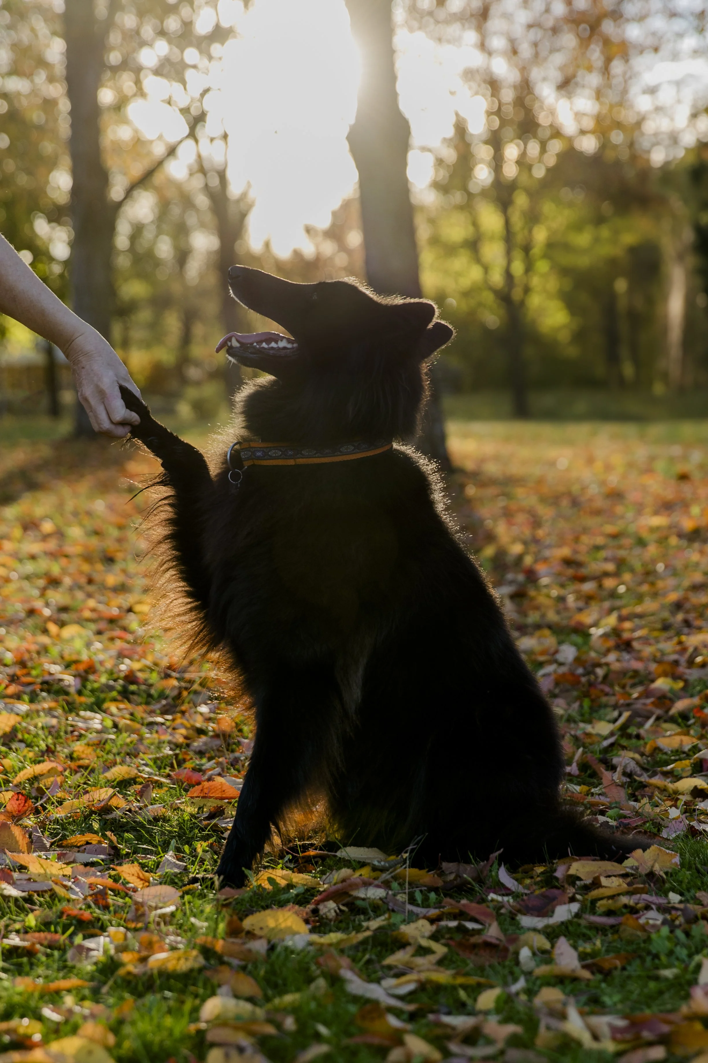 19_Tiere.jpg