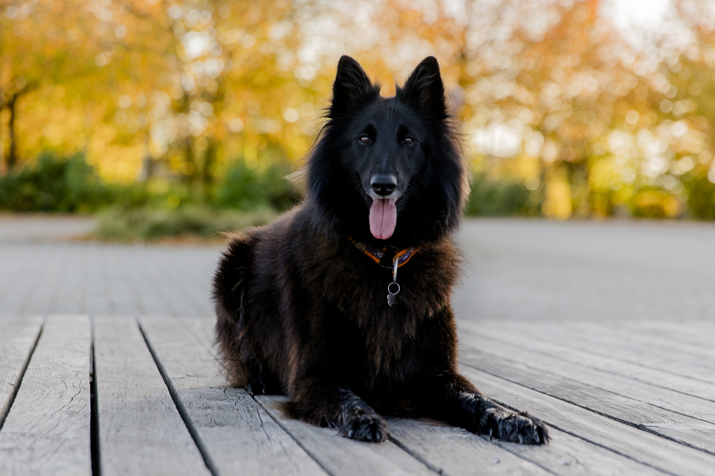 24_Tiere.jpg