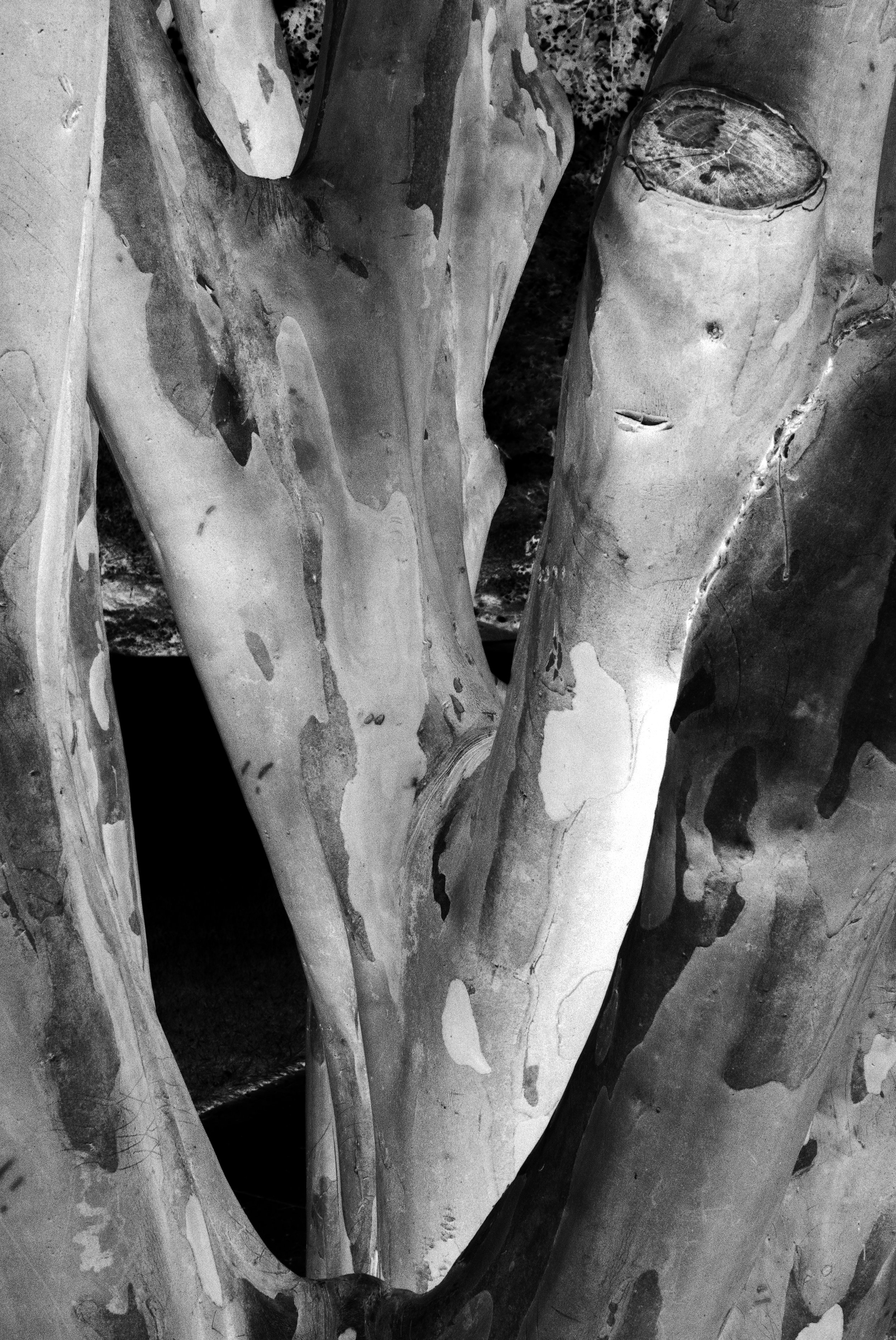 Lagerstroemia No. 6