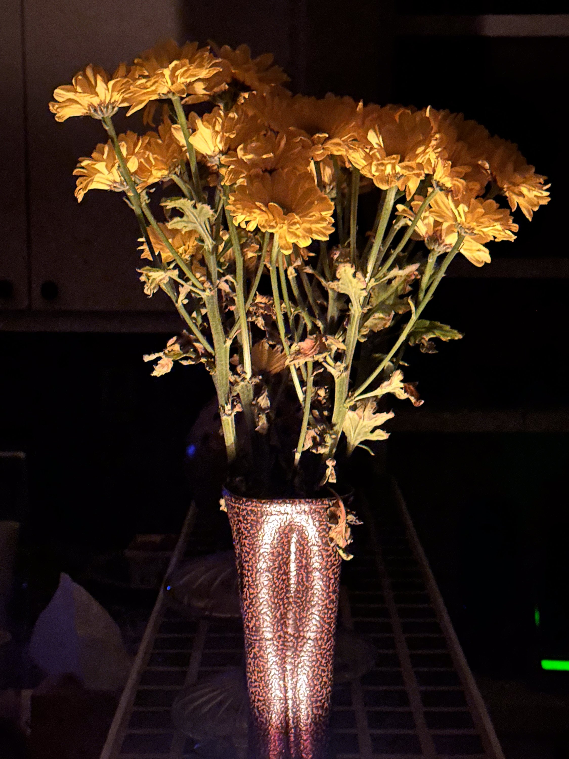 Chrysanthemum, 2024