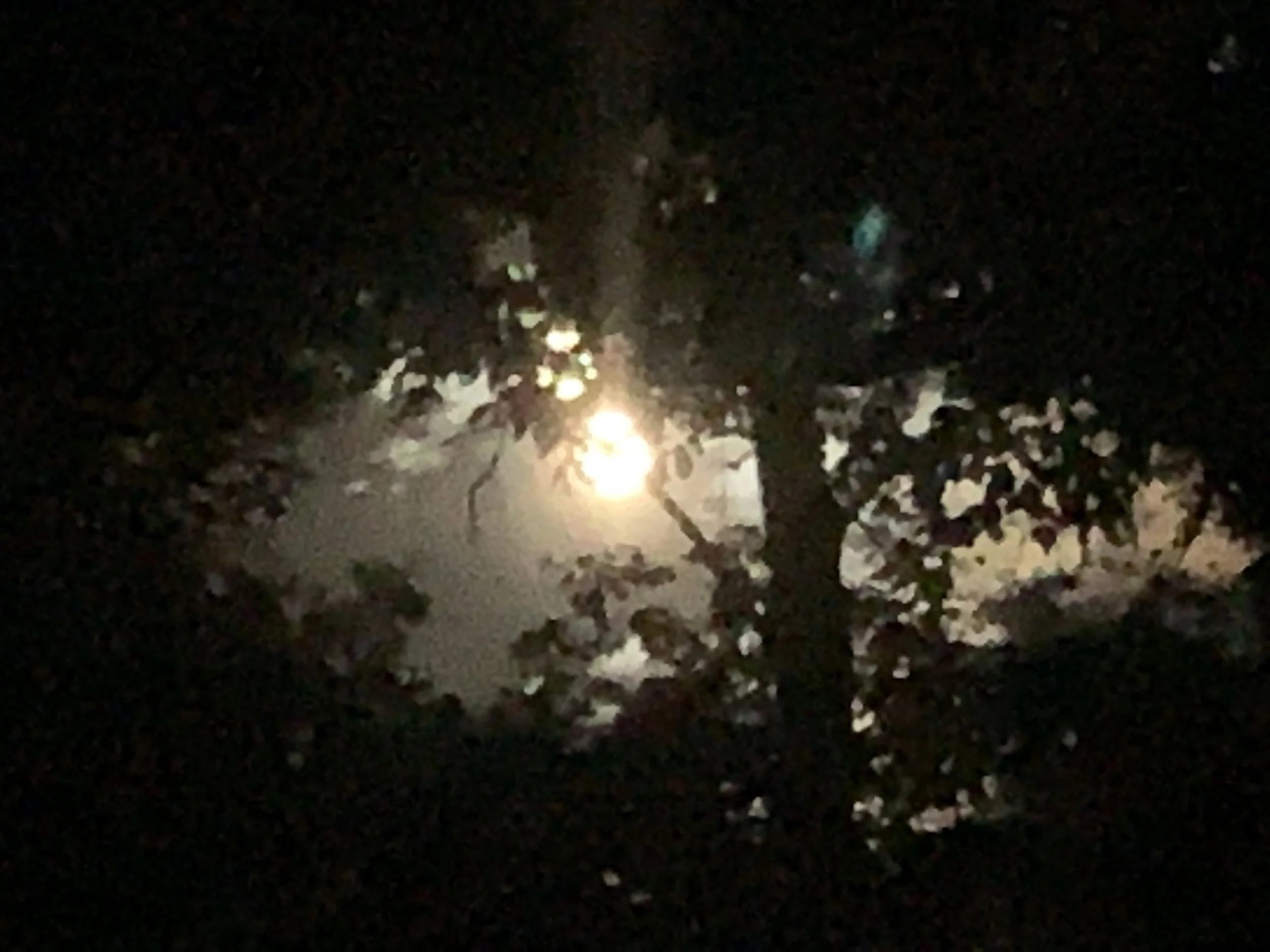 Wolf Moon.  Chapel Hill, North Carolina.  January 2022
