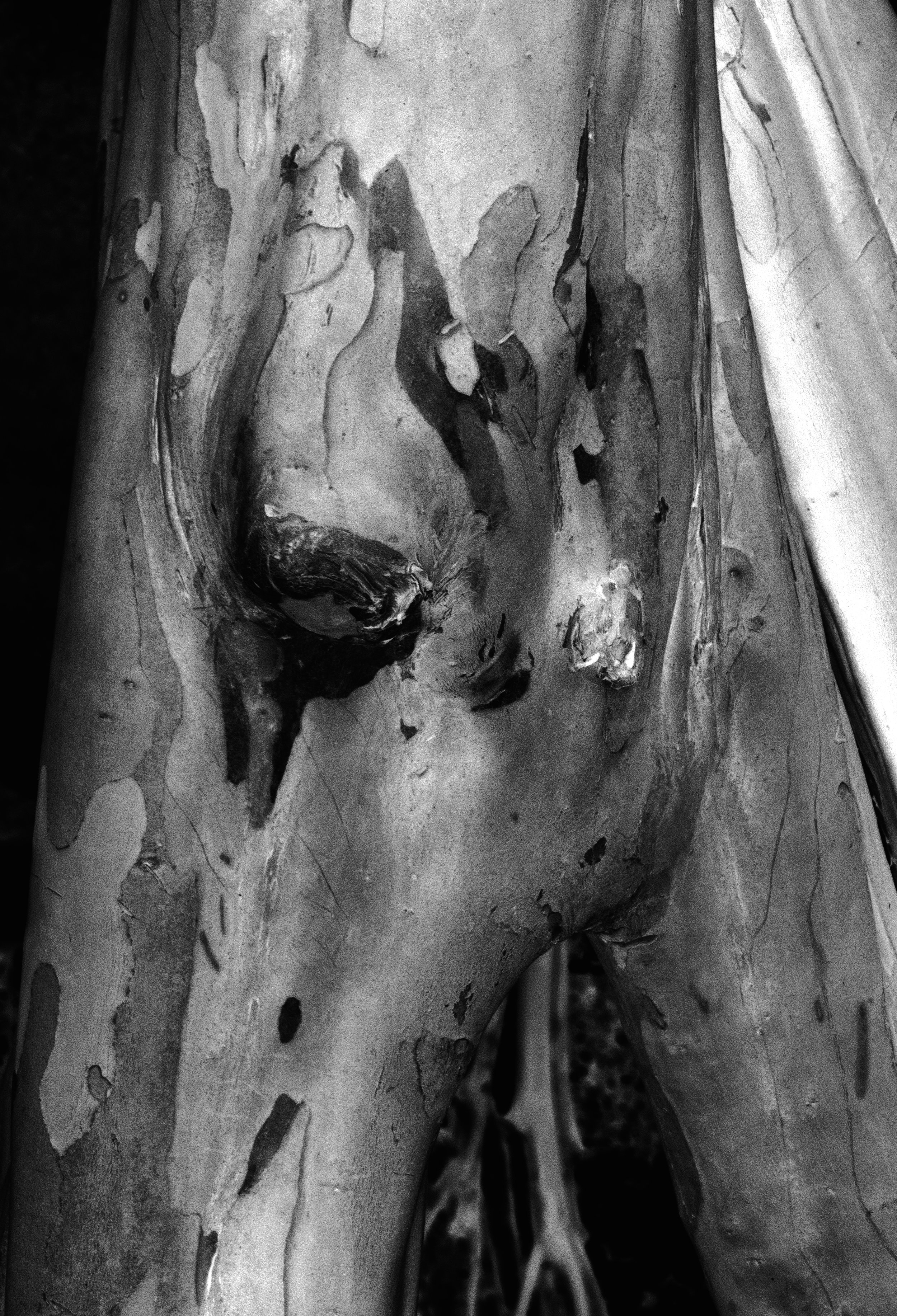 Lagerstroemia No. 9