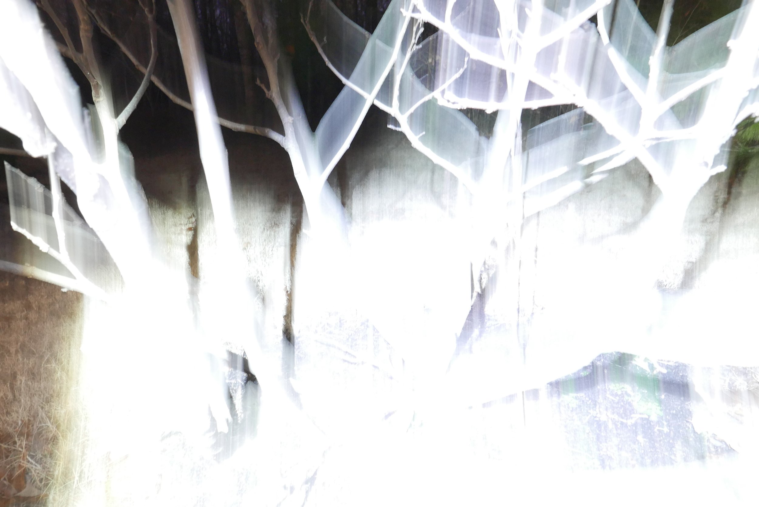 Fig Tree, 2021