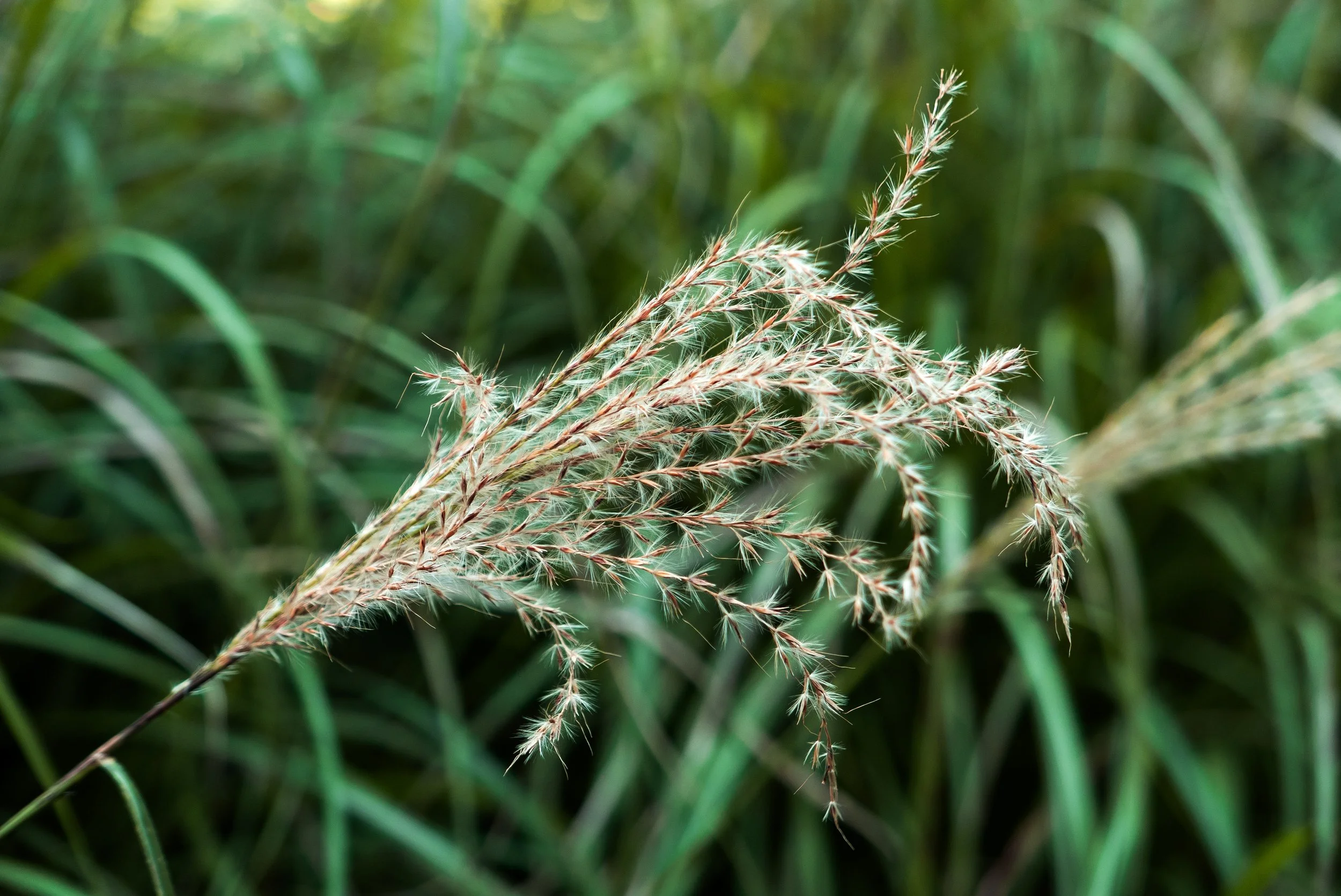 Chinese Silver Grass