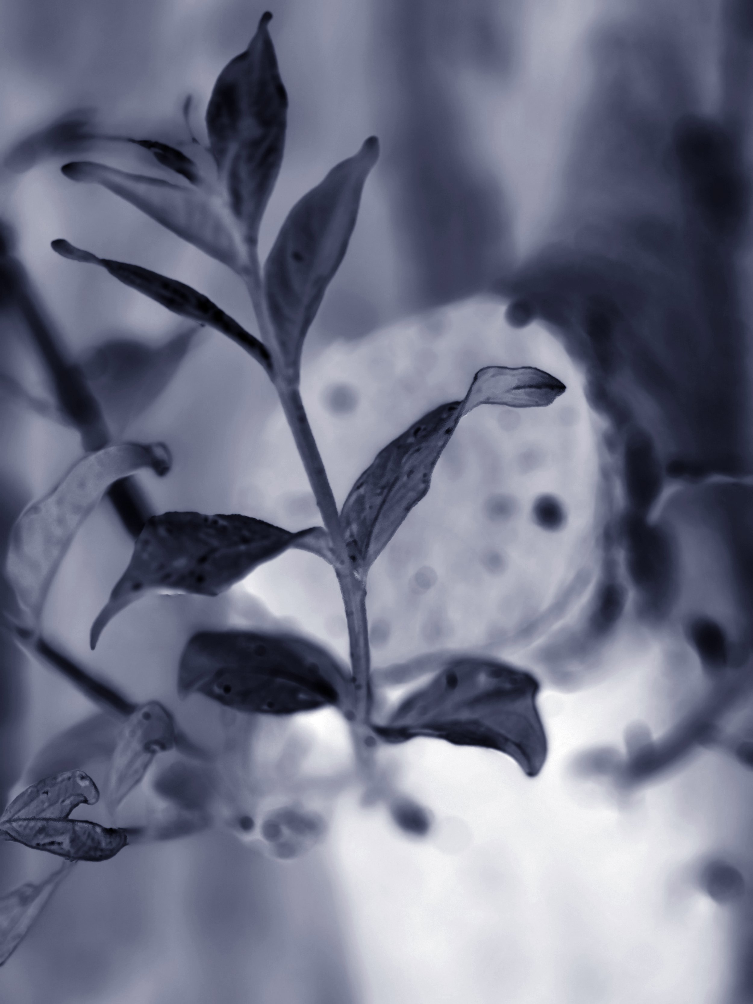 Lagerstroemia No. 10