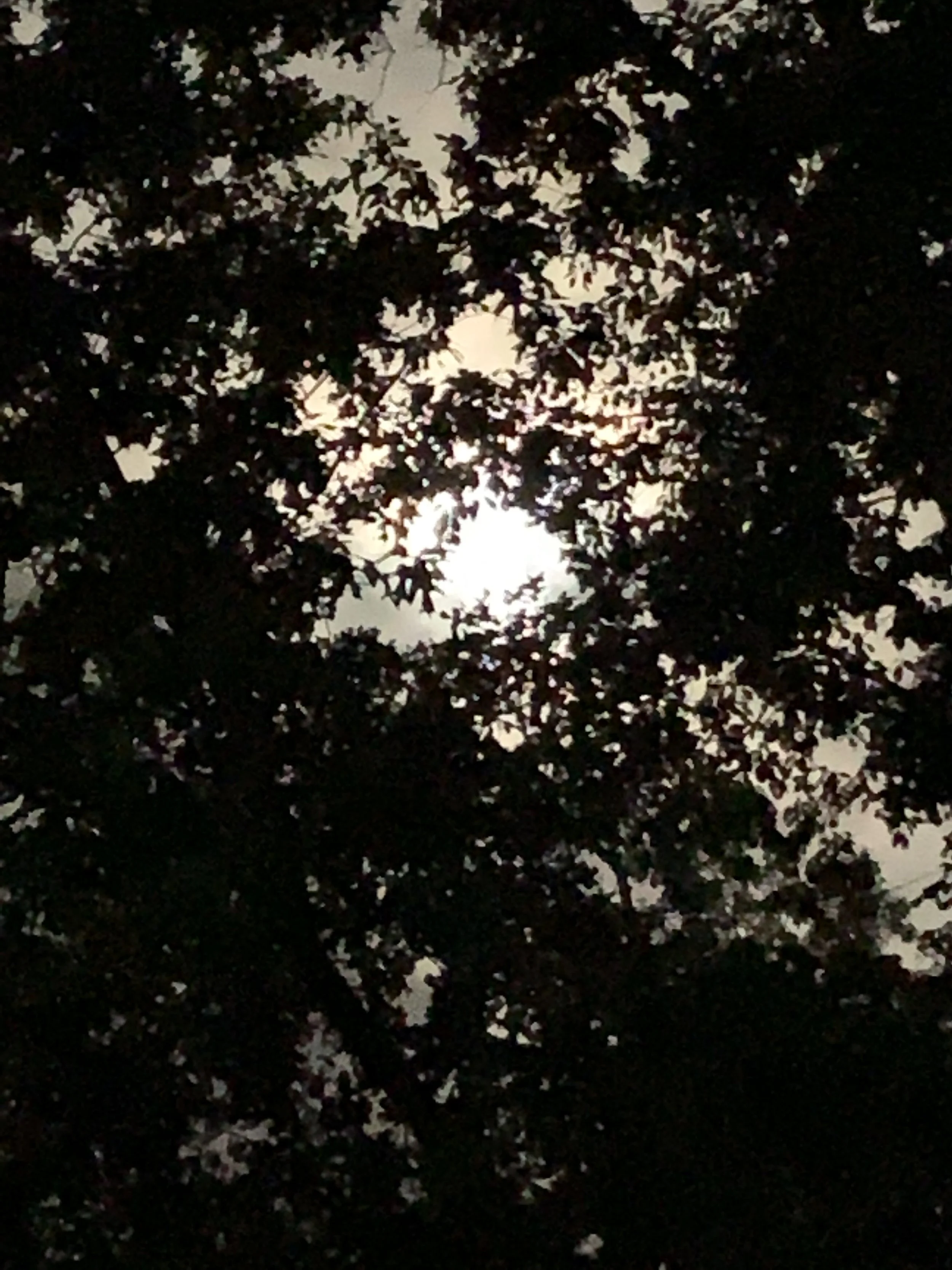 Harvest Moon.  Chapel Hill, North Carolina.  September 2021