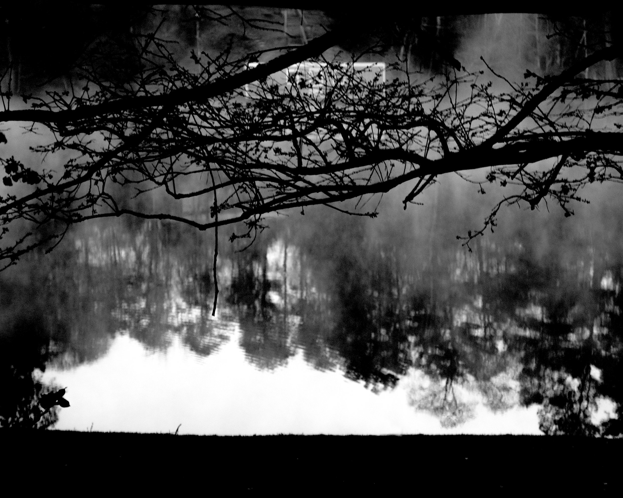 Fog on Dogwood Lake