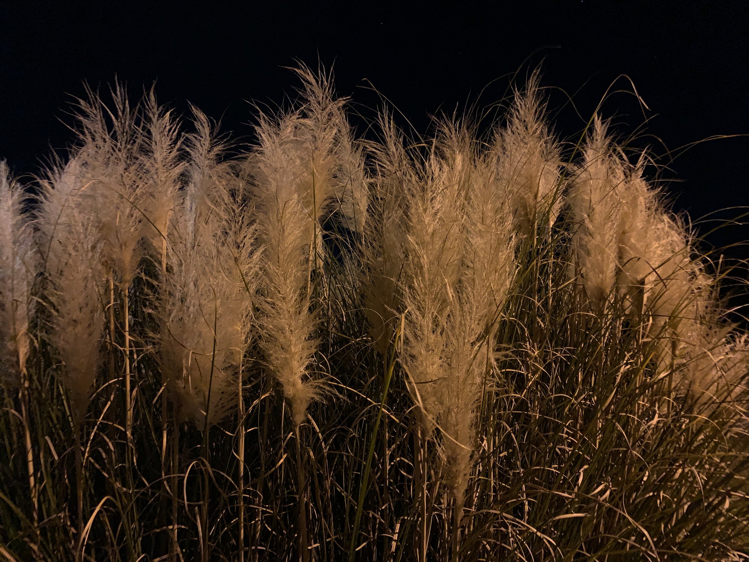 Pampas Grass, 2021