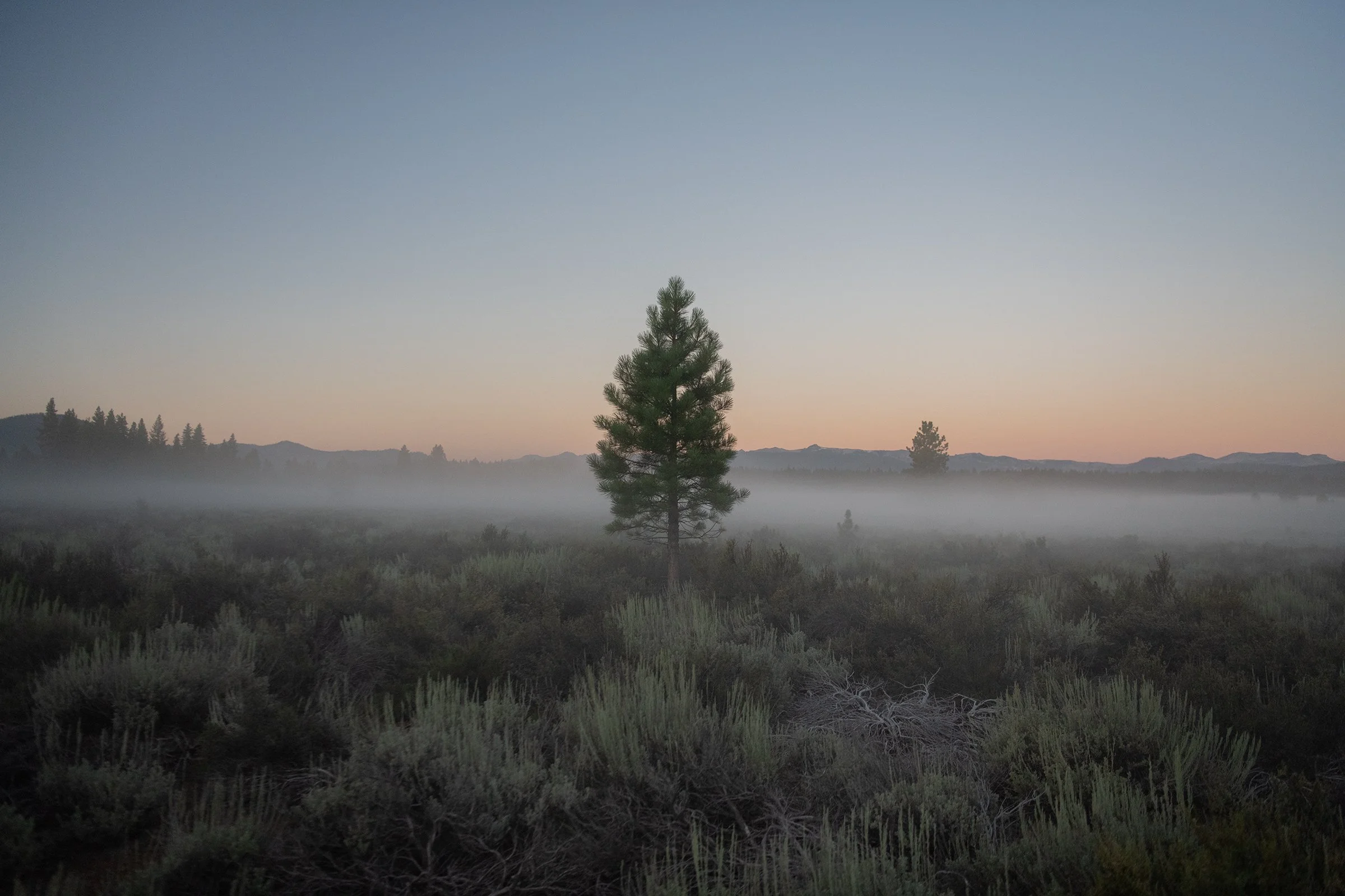 Pine_Tree_And_Fog.jpg