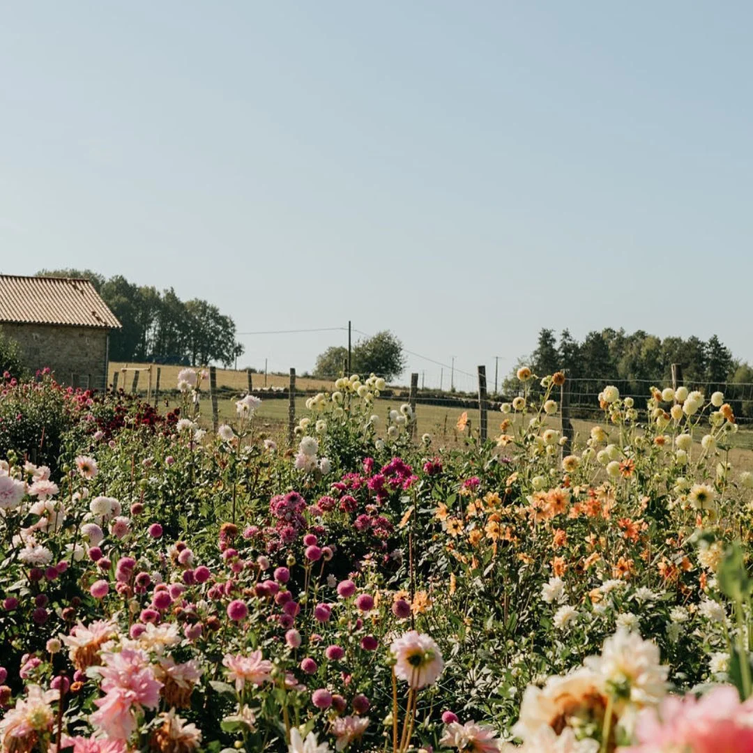 Les 11&12 Juillet prochains, les Batisses vous invitent à venir apprendre et s’inspirer auprès de  @marc_sardi et @yokonegi_studio !
Marc est canadien et vit à Montréal, il nous partagera sa vision du bouquet de