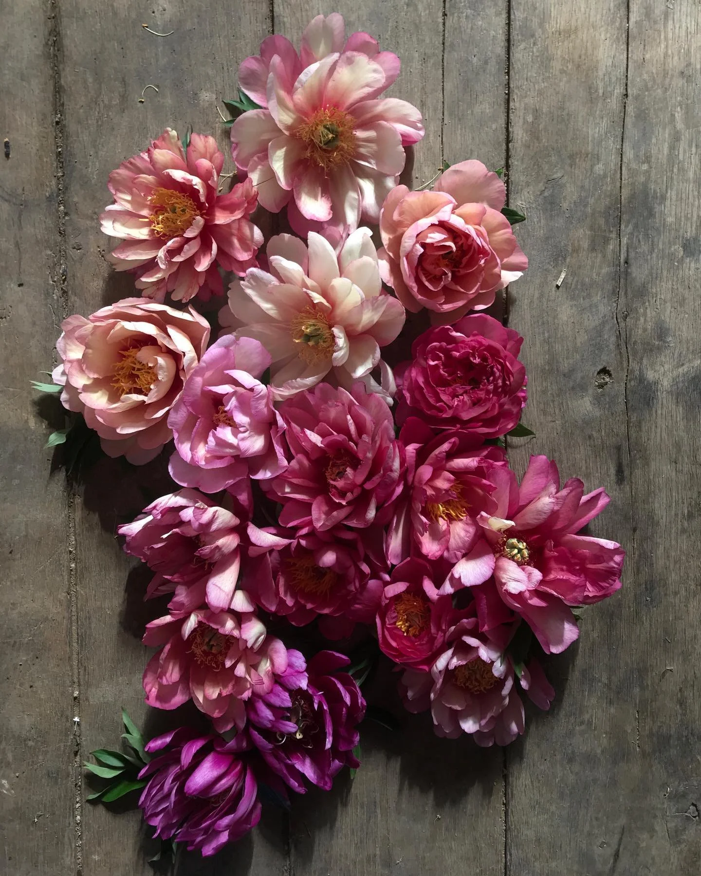 Collection de pivoines.
Variétés précoces, fin Avril,~début Mai.