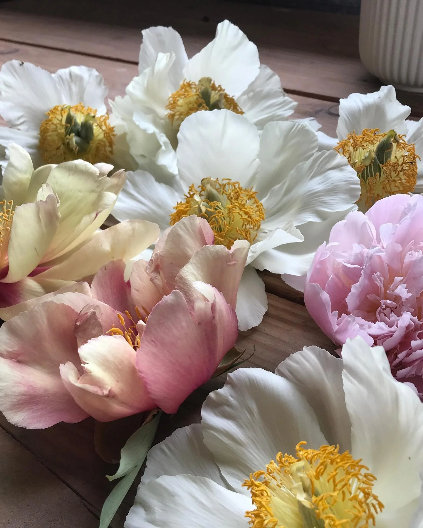 Pivoines, part 2. Mois de Mai.
Peonies in May at the farm.