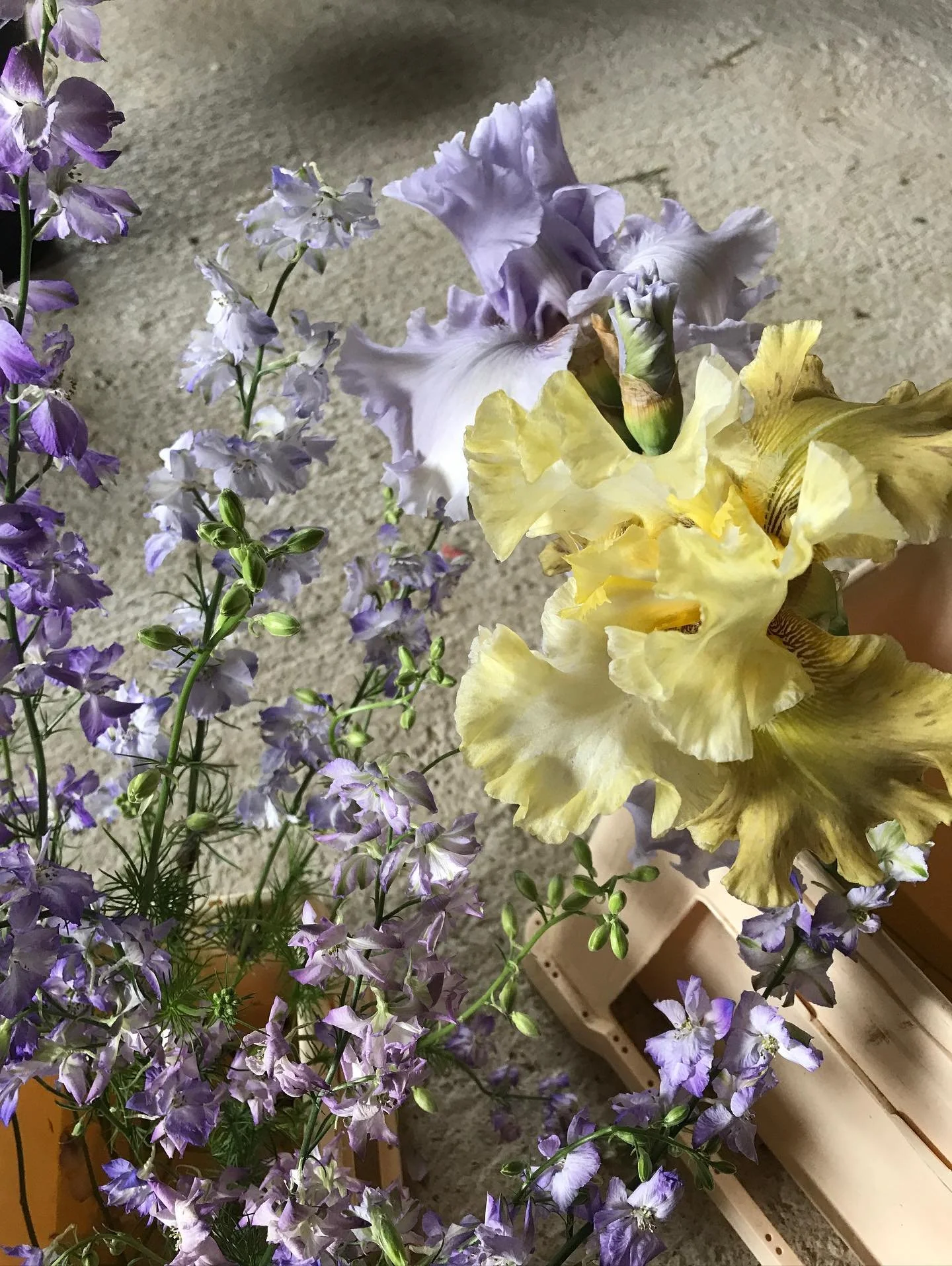 🇫🇷 Le mois de Mai serait-il mon préféré? 
Il y a beaucoup de fleurs aux teintes lavande et jaune doux qui se rencontrent et je crois que c’est l’une des associations que j’aime le plus! 
Et pour ne rien g&acir