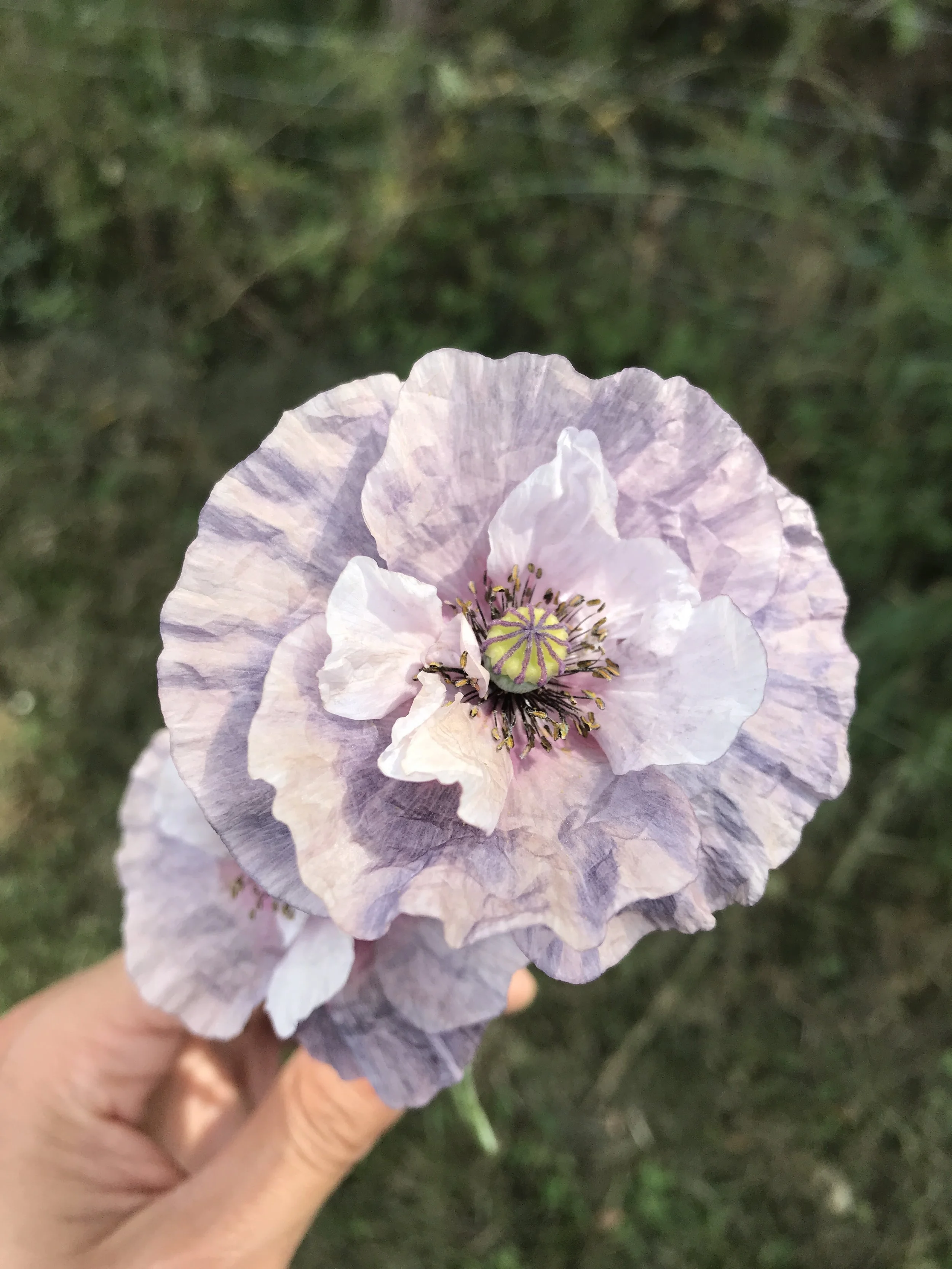 Miscellanées de saison - n°5.