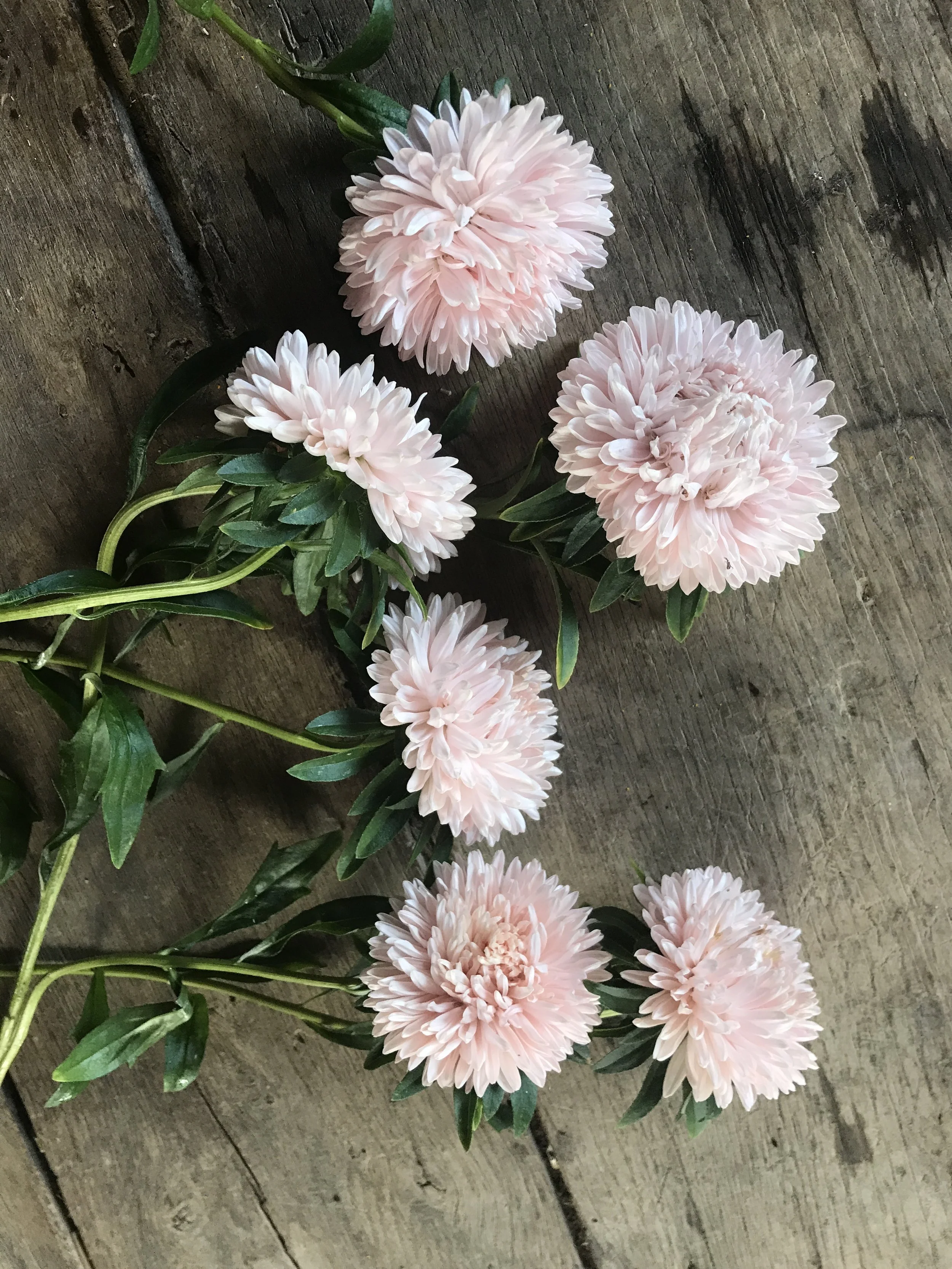 flowers in the studio
