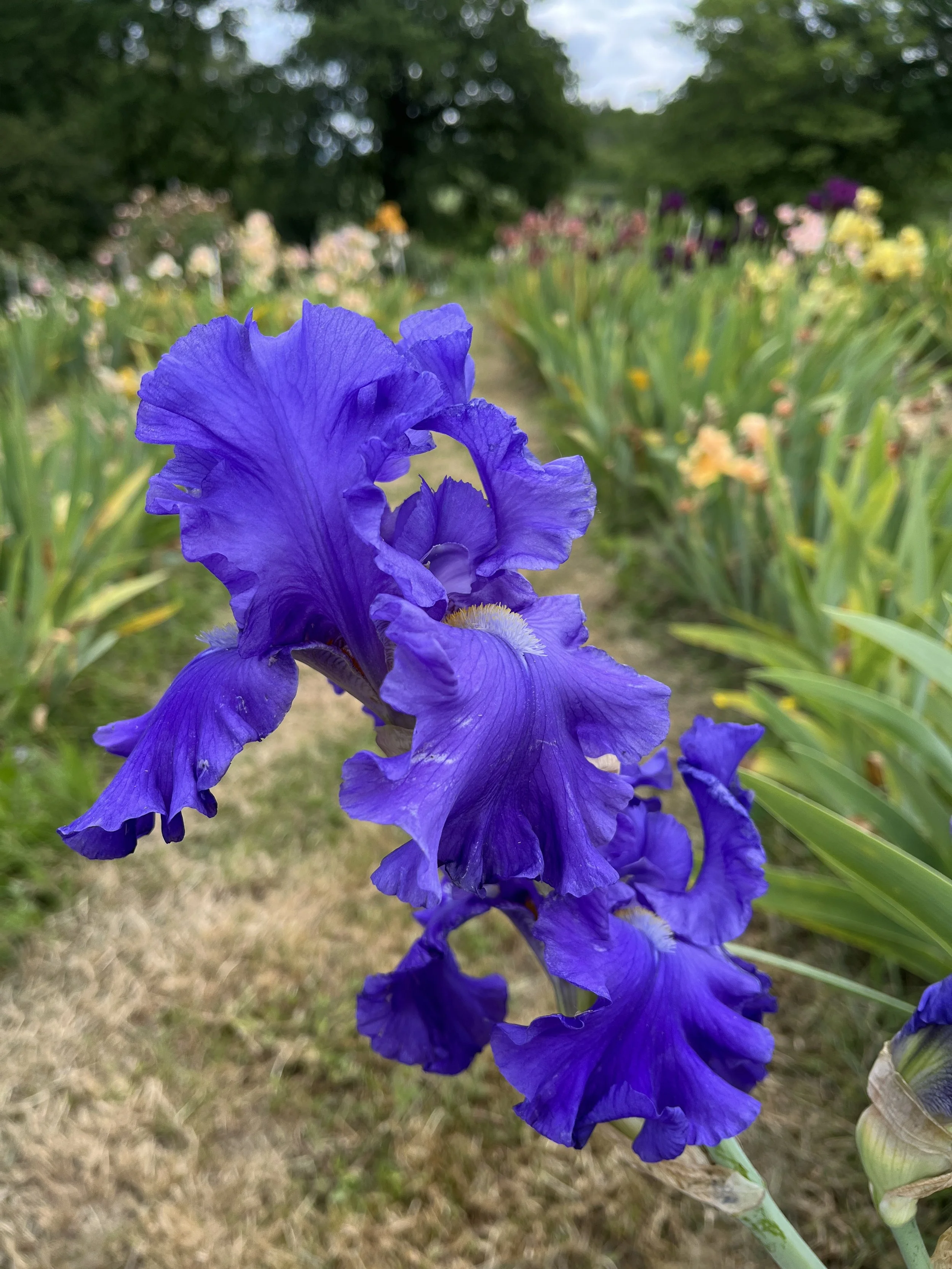 IMG_0982.JPG
