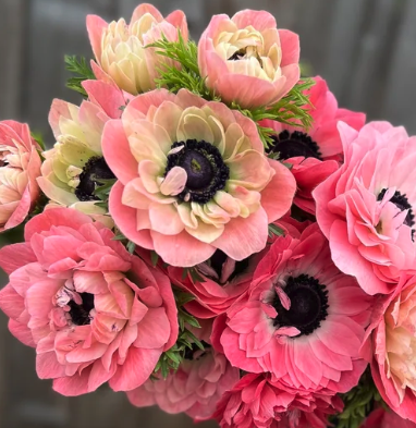 Anémones Levante Rosa - 10 cormes - 8€50