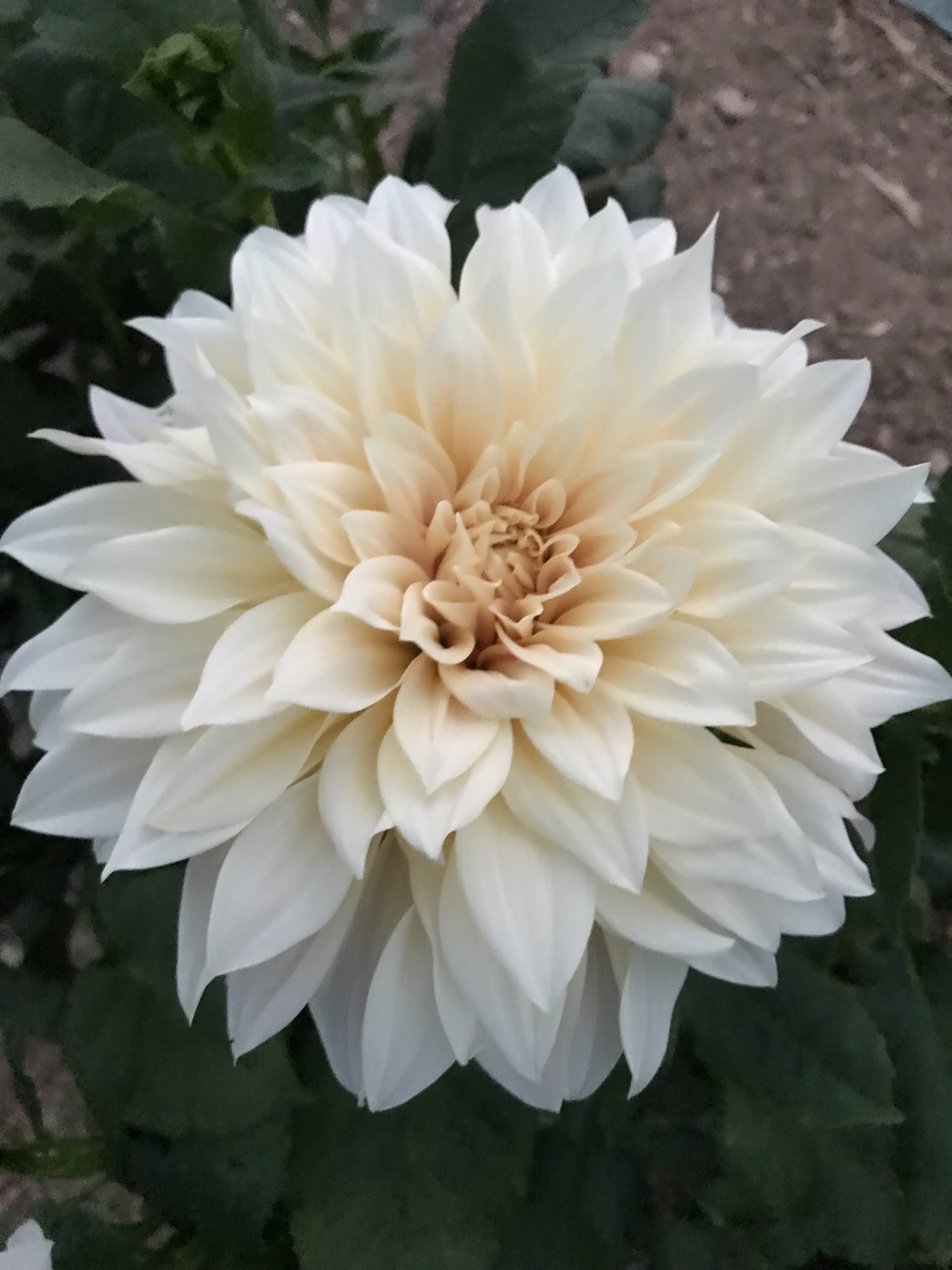 café au lait crème