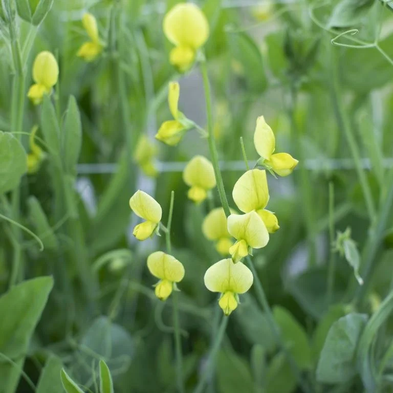 Lathyrus chloranthus.jpeg